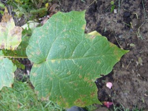 rable noir (acer nigrum)